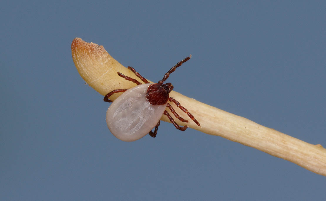 Ixodes hexagonus tick on a stick.