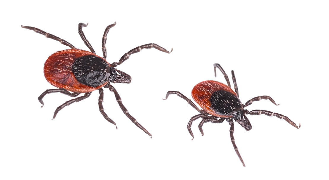 Image of Ixodes ricinus isolated on white. Ticks check.