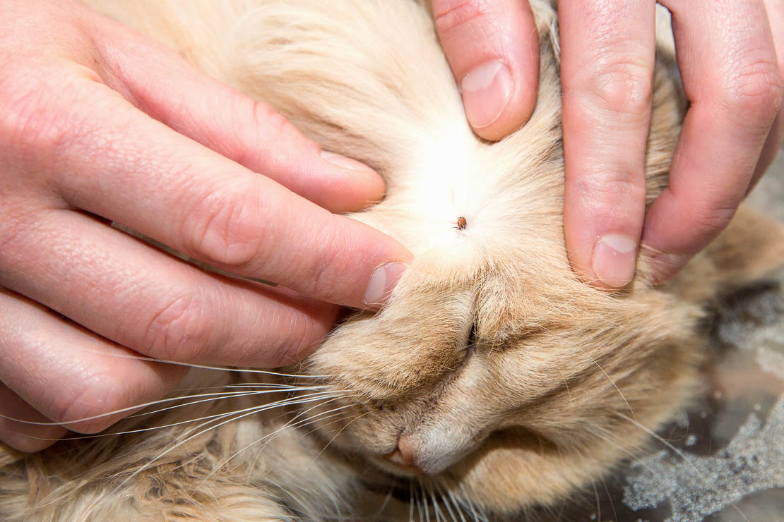 Tick removal from a cat. Common tick bites on pets.