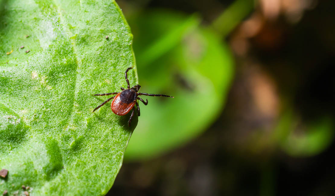 Tick on a leaf. Ticks and lyme disease.