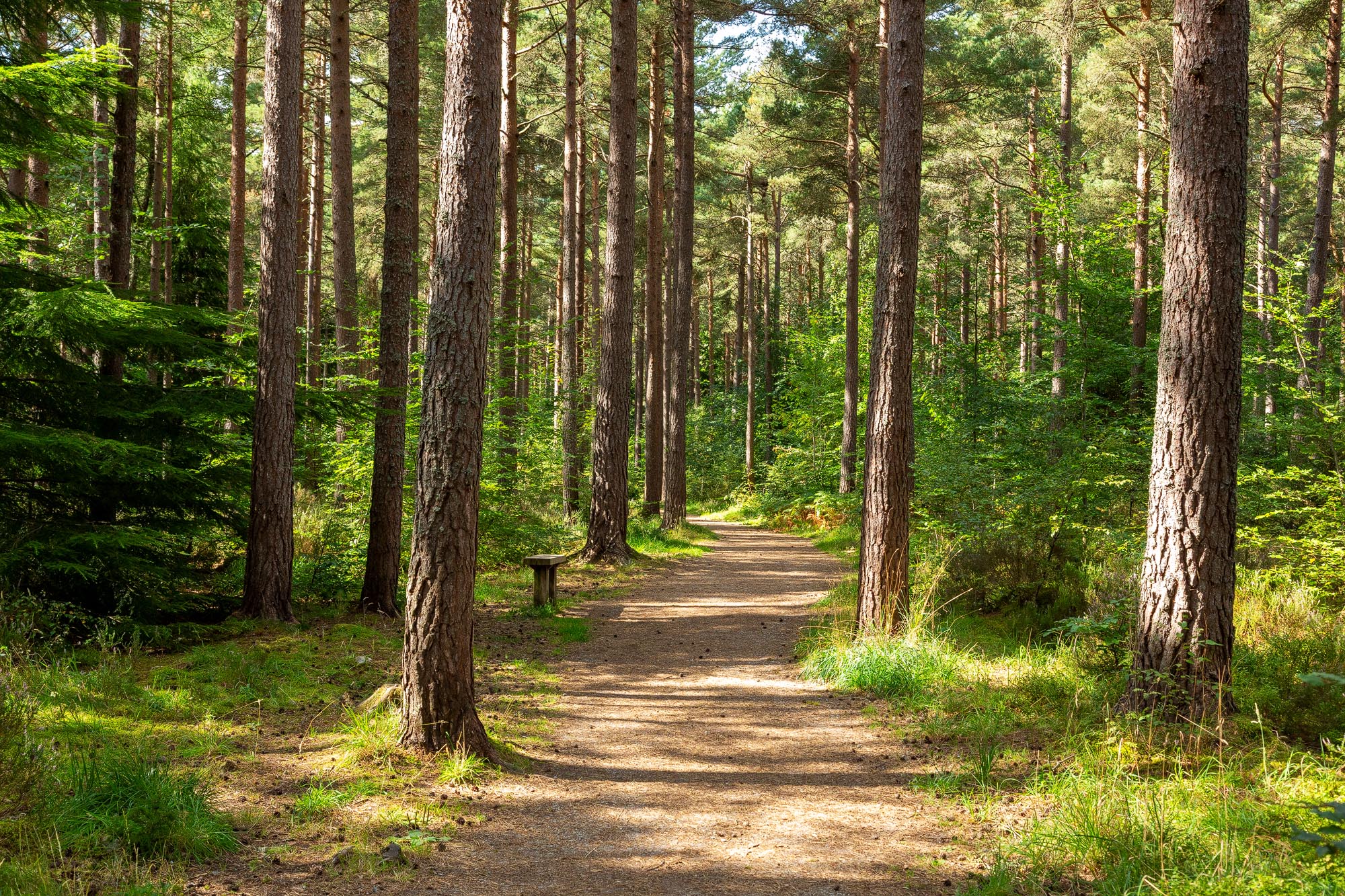 Torrieston Woods Walk