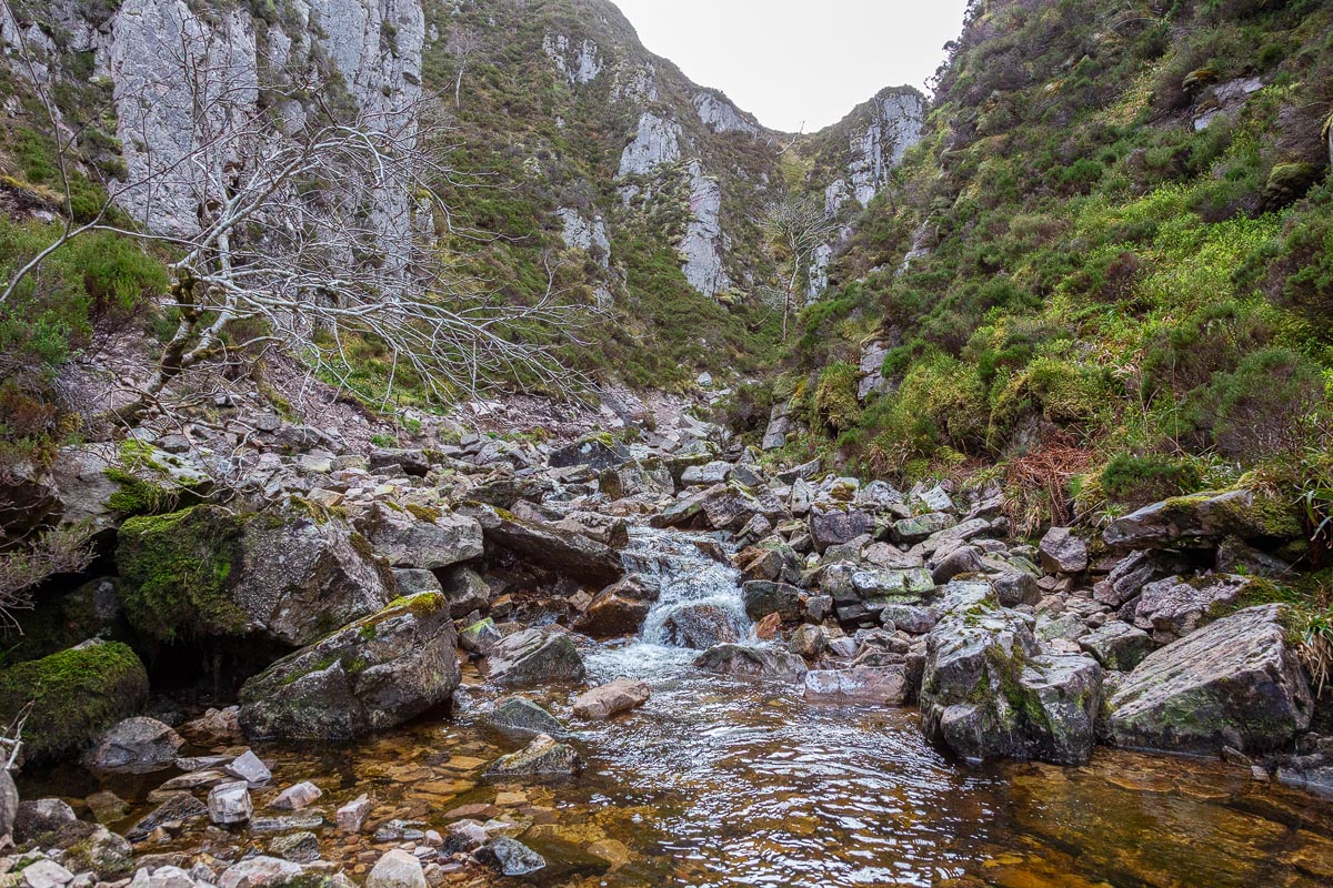 A peaceful pool in the gorge with a bare birch tree and towering cliff walls
