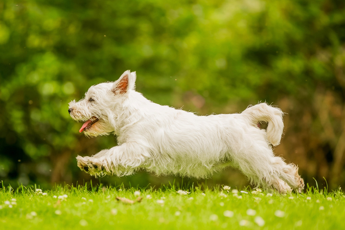 West Highland Terrier