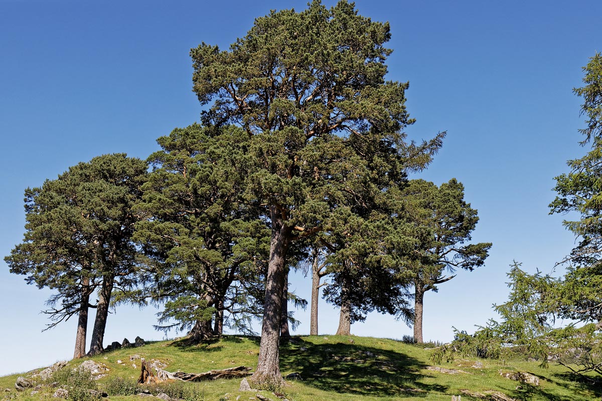 Looking up at the Scots pines on the Craigh na Dun filming hillock near Kinloch Rannoch on a clear summer day