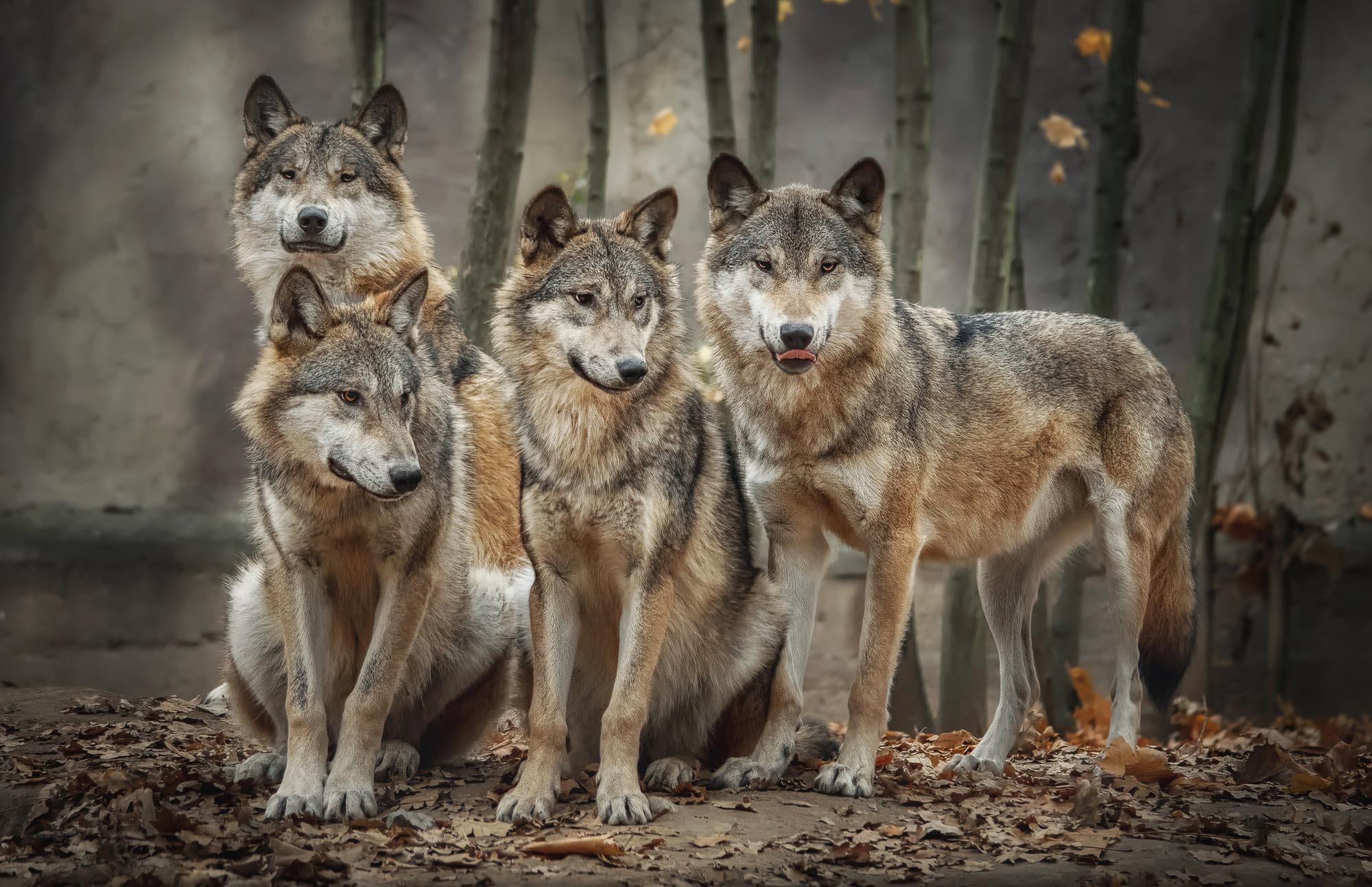 Are there wolves in Scotland?